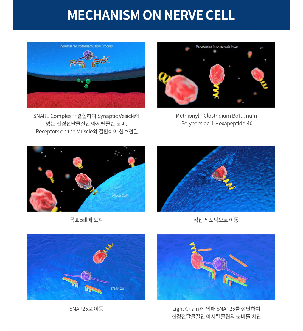 MECHANISM ON NERVE CELL